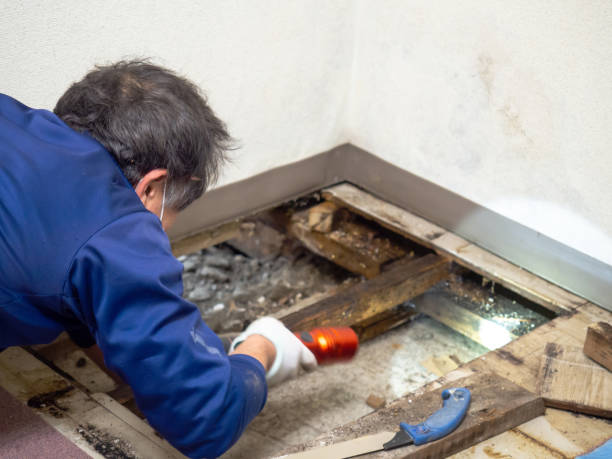 Best Black Mold Remediation in Burnet, TX