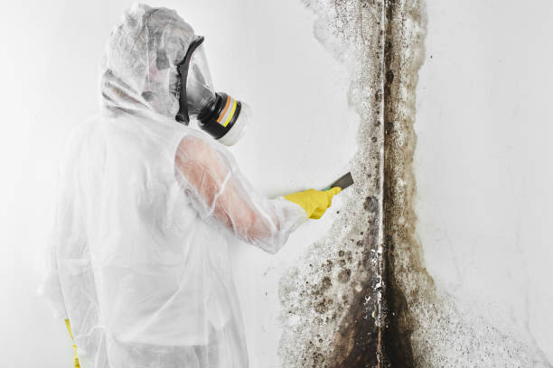 Best Mold Remediation for Schools in Burnet, TX