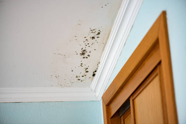 Best Post-Flood Mold Remediation in Burnet, TX