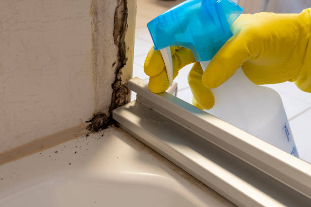 Best Health and Safety Mold Remediation in Burnet, TX