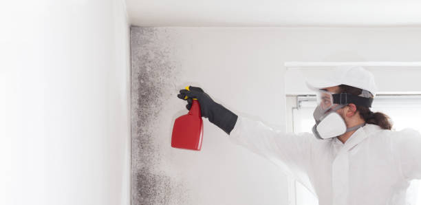 Best Residential Mold Remediation in Burnet, TX