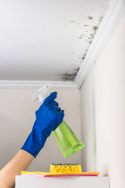 Best Industrial Mold Remediation in Burnet, TX